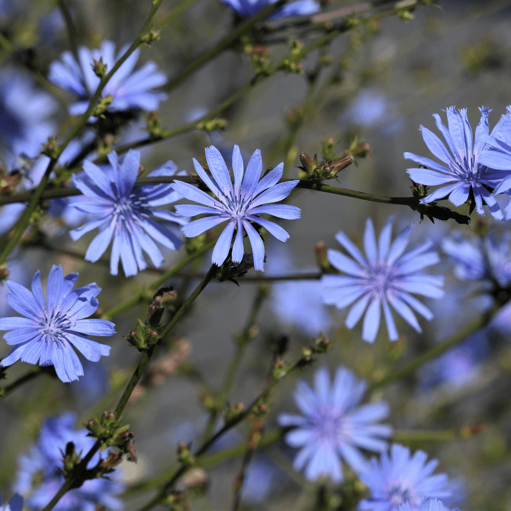 chicory wildflower seeds Chicory Seeds (Cichorium intybus) – Kent Seeds