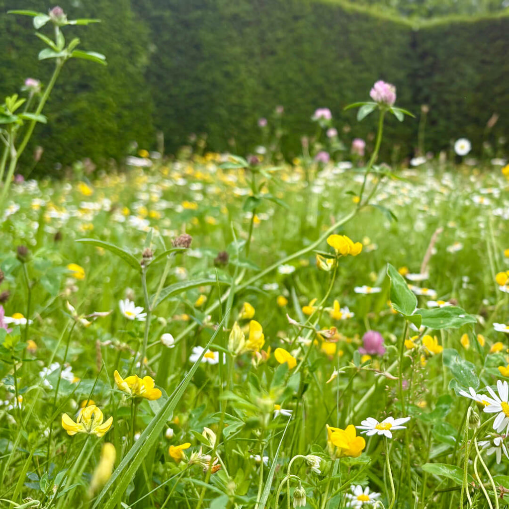 wildflower seeds 1kg Low Growing Wildflower Mix – Kent Seeds