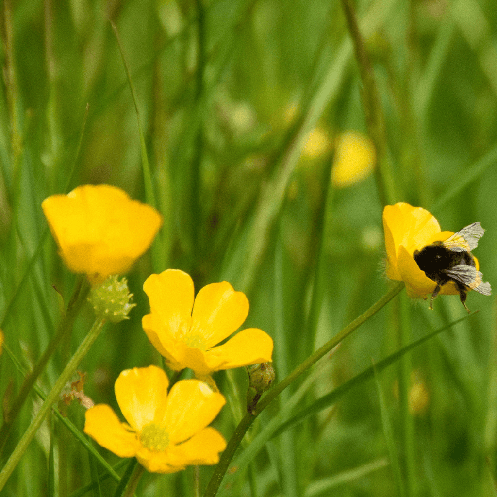 buttercup flower seeds Meadow Buttercup Seeds (Ranunculus acris) – Kent Seeds