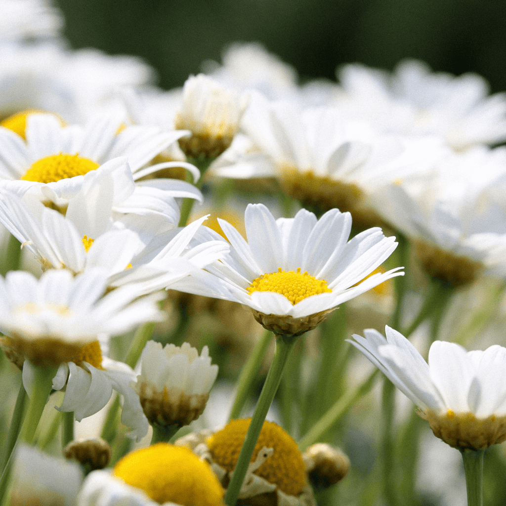 planting oxeye daisy seeds Oxeye Daisy Seeds (Leucanthemum vulgare) – Kent Seeds