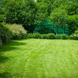 Everyday Garden Lawn Grass Seed