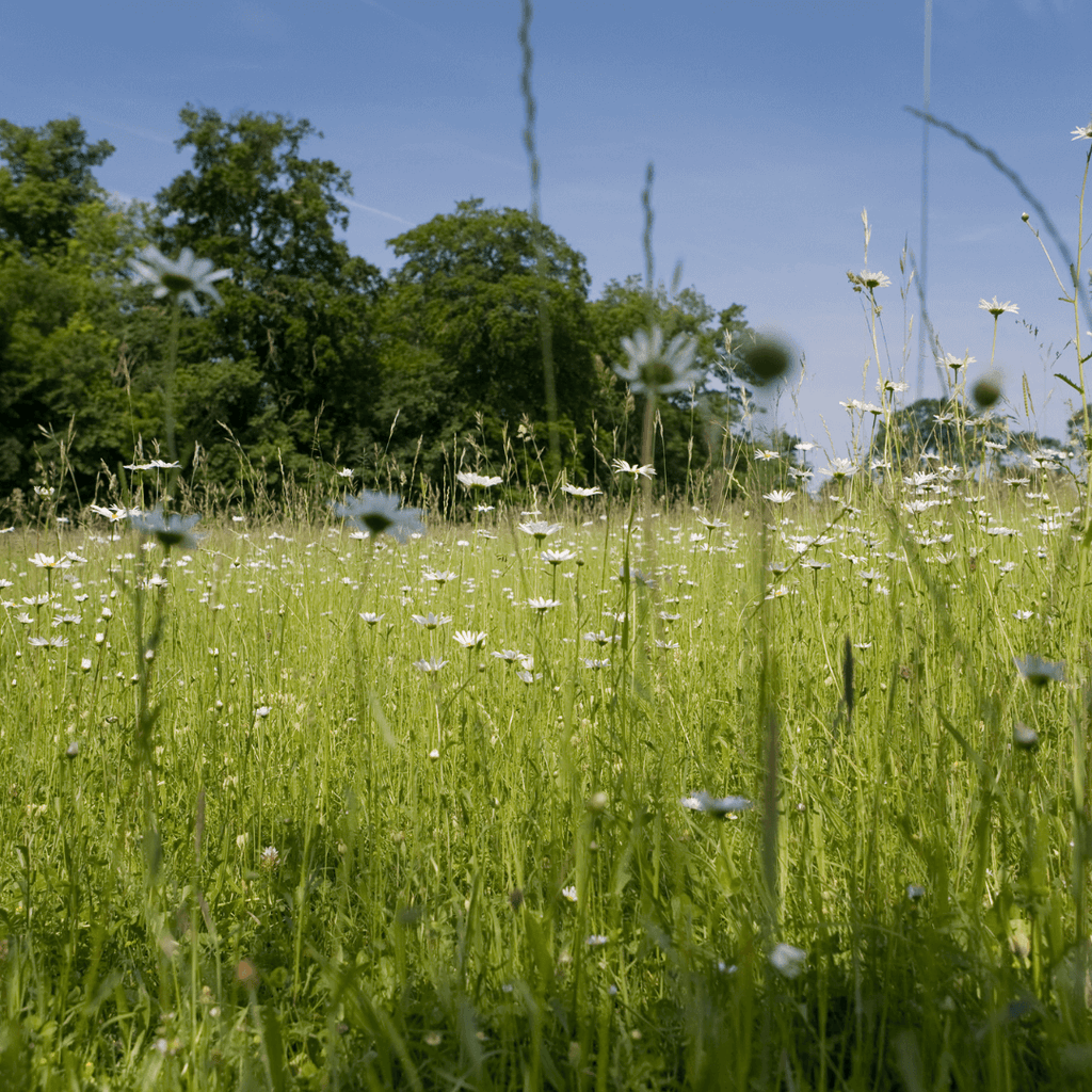 90:10 Basic Meadow Mixture – Kent Seeds