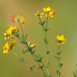 Bird's-Foot Trefoil Seeds (Lotus corniculatus)