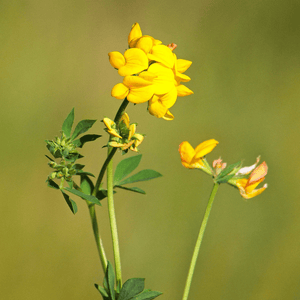 Bird's-Foot Trefoil Seeds (Lotus corniculatus)