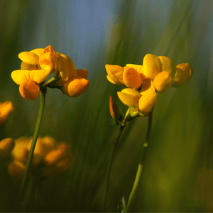 Bird's-Foot Trefoil Seeds (Lotus corniculatus)