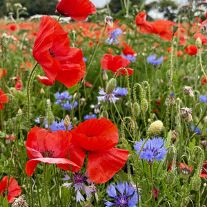 native wildflower seeds uk Bright Cornfield Wildflower Mix – Kent Seeds
