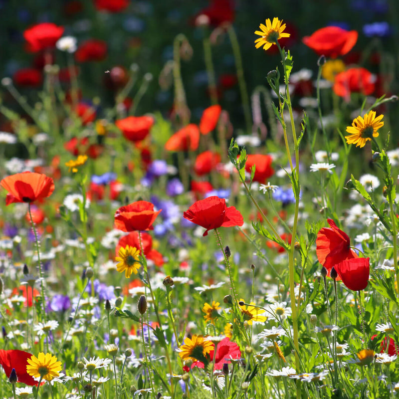 native wildflower seed mix of cornfield annuals sold by Kent Seeds 