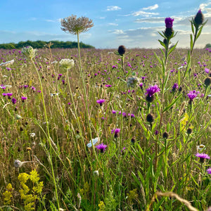 Wildflower Mix for Chalky Soils
