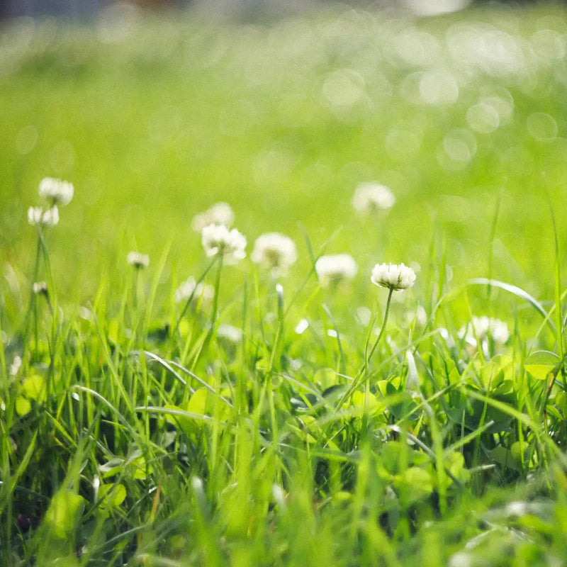 clover lawn grass seed mix sold by Kent Seeds