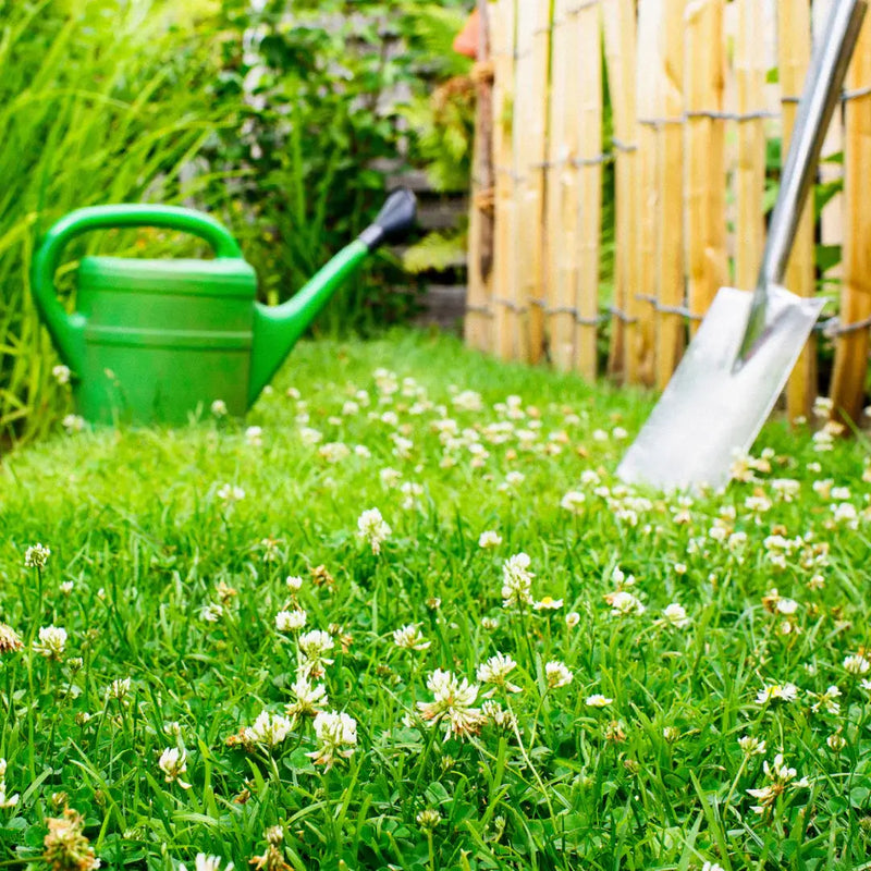clover garden lawn grass seed mix sold by Kent Seeds