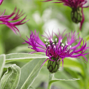 Common Knapweed Seeds (Centaurea nigra)