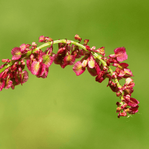 Common Sorrel Seeds (Rumex acetosa)