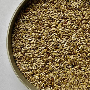 common knapweed seeds