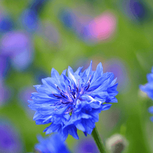 Cornflower Seeds (Centaure cyanusa)