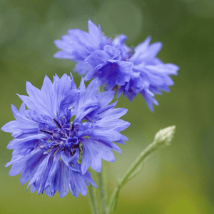 Cornflower Seeds (Centaure cyanusa)