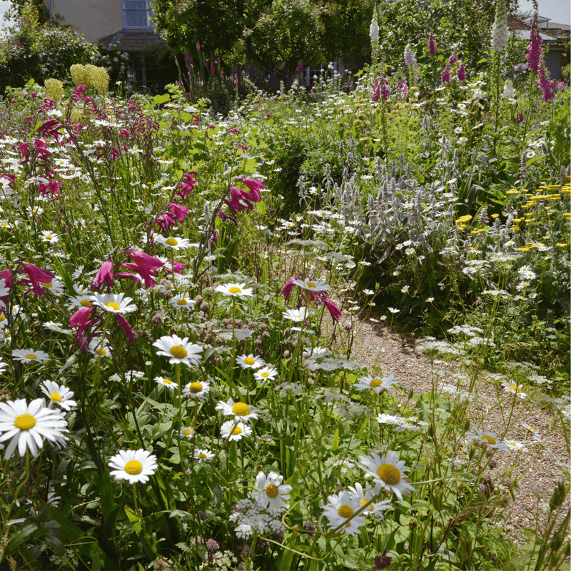 Cottage Garden Wildflower Mix