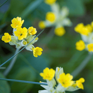 Cowslip Seeds (Primula veris)