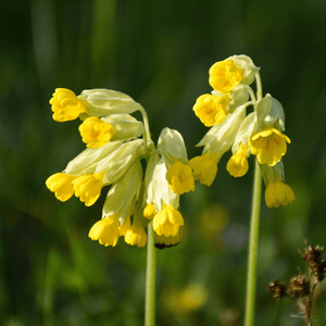 Cowslip Seeds (Primula veris)