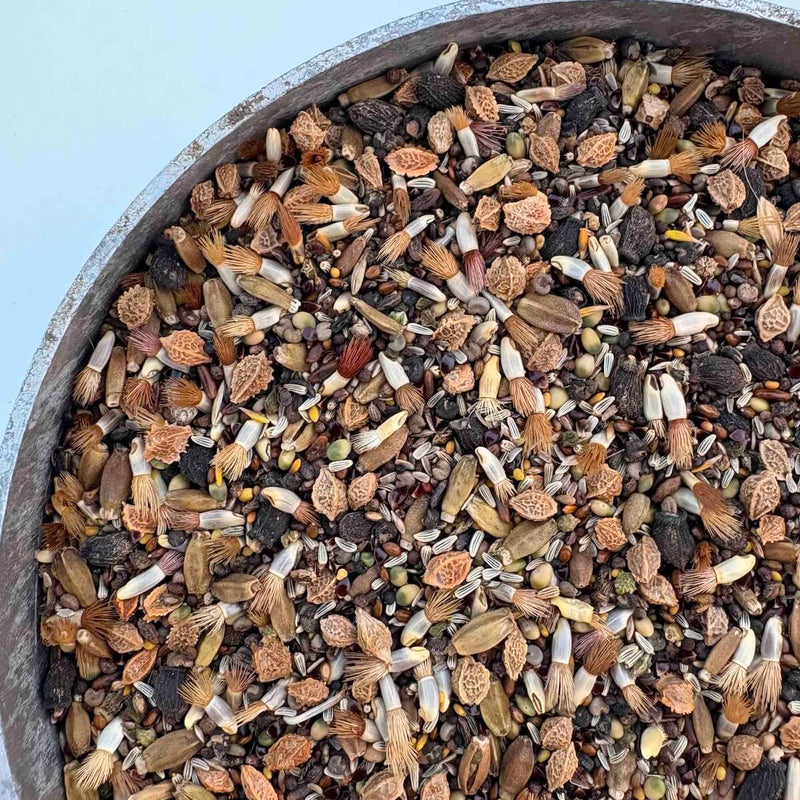 Image by Kent Seeds, pot of edimental wildflower seed mix 