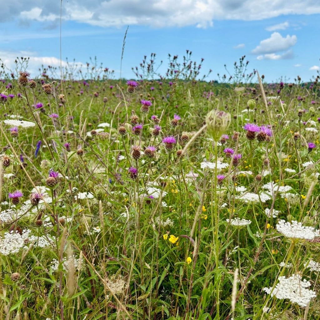 85:15 Standard Meadow Mix – Kent Seeds