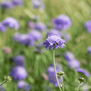 british flower seeds Edimental Wildflower Seed Collection – Kent Seeds