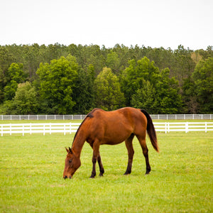 HORSE & PONY: Specially formulated for safe grazing and hay production. 1-acre pack.
