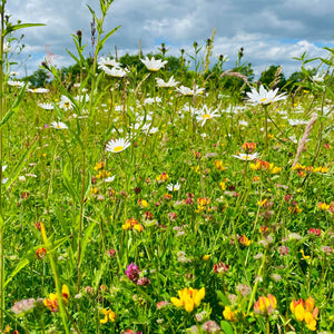 wild flower seeds for clay soil Wildflower Mix for Heavy Clay Soils – Kent Seeds