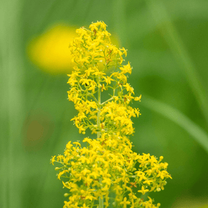 Lady's Bedstraw Seeds (Galium verum)