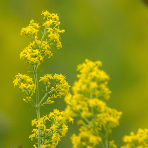 Lady's Bedstraw Seeds (Galium verum)