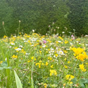 low growing flower seeds Low Growing Wildflower Mix – Kent Seeds
