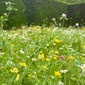 native wildflower seeds uk Low Growing Wildflower Mix – Kent Seeds