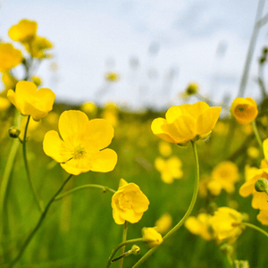 Meadow Buttercup Seeds (Ranunculus acris)