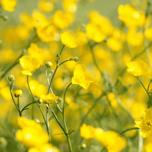 Meadow Buttercup Seeds (Ranunculus acris)