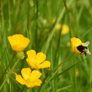Meadow Buttercup Seeds (Ranunculus acris) – Kent Seeds