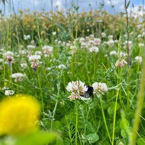 Wildflower Mix for Chalky Soils