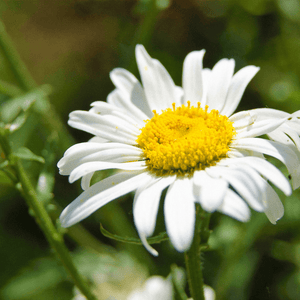 Oxeye Daisy Seeds (Leucanthemum vulgare)