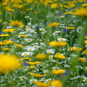 Pollinator Wildflower Mix for Bees and Butterflies