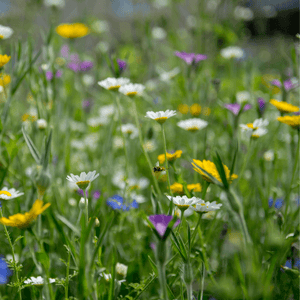 Pollinator Wildflower Mix for Bees and Butterflies