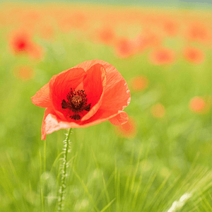 Poppy Seeds (Papaver rhoeas)