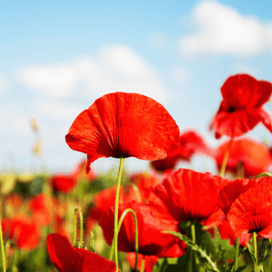 Poppy Seeds (Papaver rhoeas)
