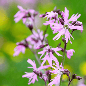 Ragged Robin Seeds (Lychnis flos-cuculi)