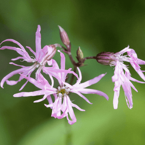 Ragged Robin Seeds (Lychnis flos-cuculi)