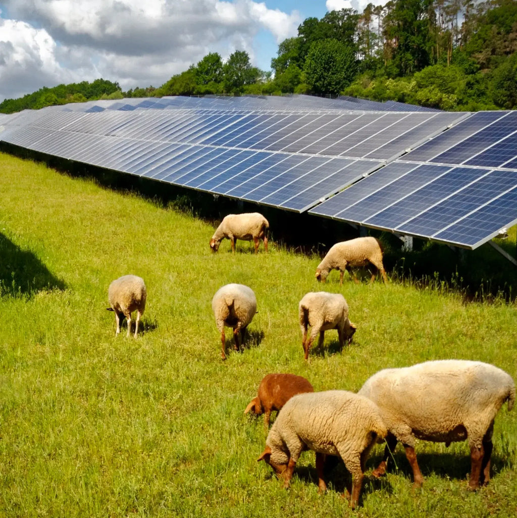 Solar Park Grass Seed Mix – Kent Seeds