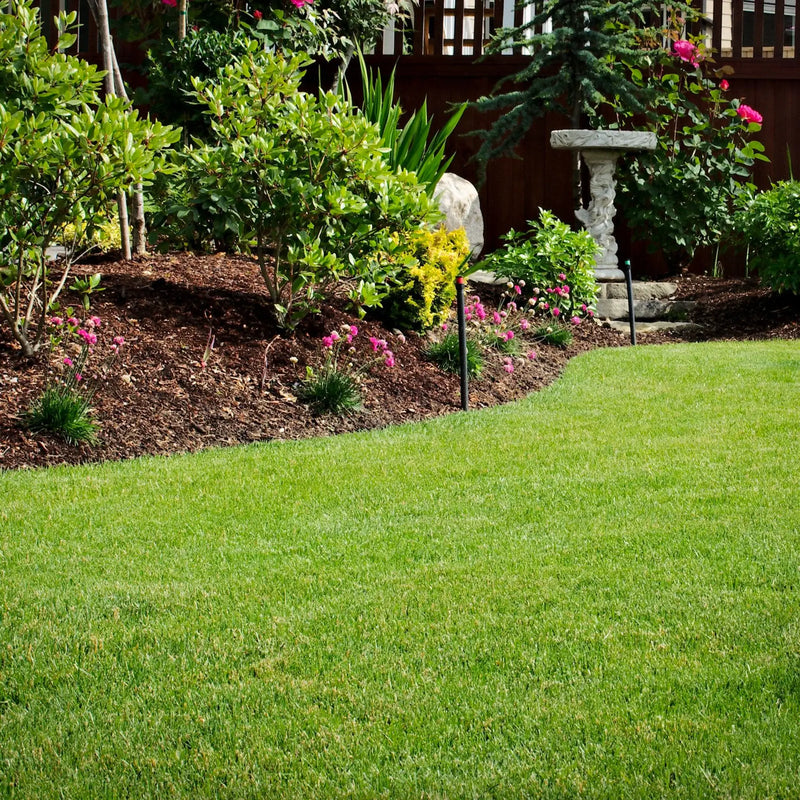 standard garden lawn grass seed mix sold by Kent Seeds