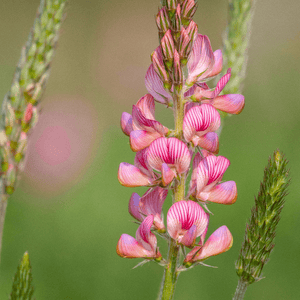 Sainfoin Seeds (Onobrychis viciifolia)