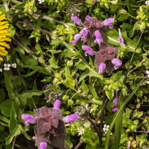 Selfheal Seeds (Prunella vulgaris)