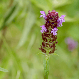 Selfheal Seeds (Prunella vulgaris)