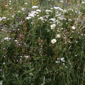 shade tolerant flower seeds Shade Tolerant Wildflower Mix – Kent Seeds