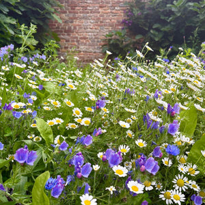 wildflower seed mix uk Wildflower Mix for Soil Health – Kent Seeds