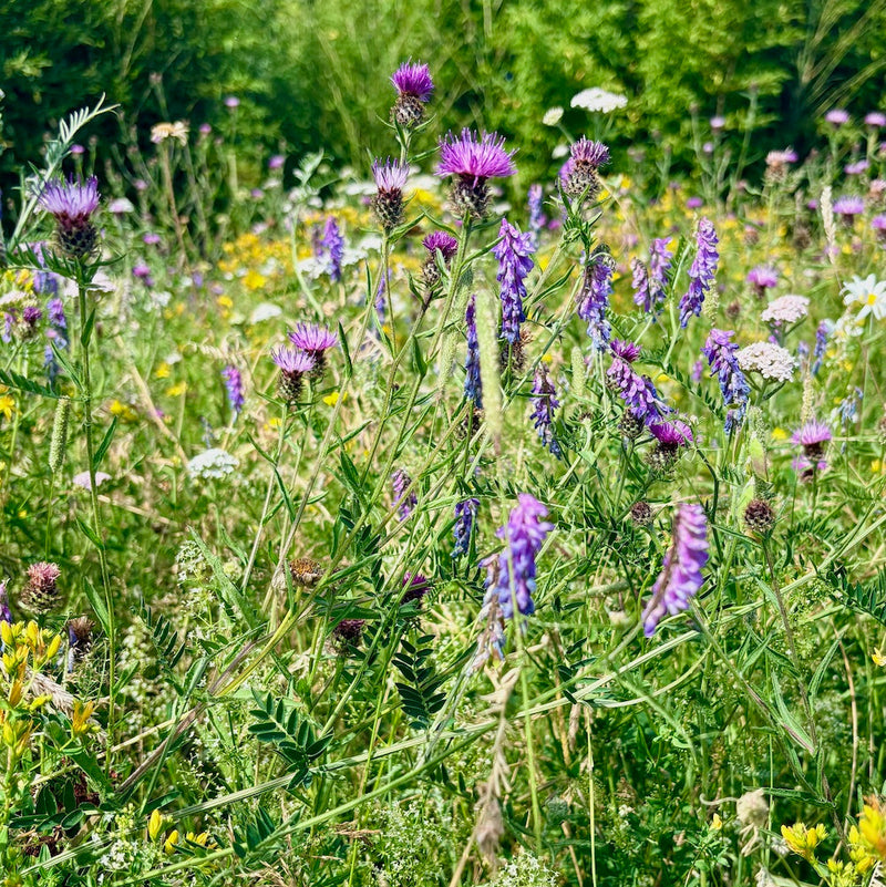 Dusky Pink & Purple Wildflower Mix